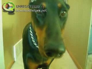 doberman from resident evil))