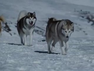 clip about the love and devotion of dogs from the film white captivity